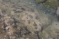 Chrysiptera brownriggii