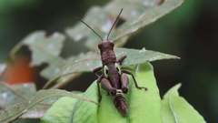 Ommatolampis perspicillata