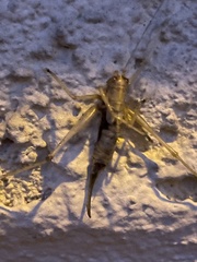 Entomophaga grylli