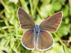 Cyaniris semiargus