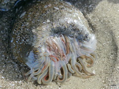 Bunodosoma cavernatum