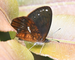 Lymanopoda ferruginosa
