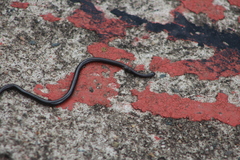 Leptotyphlops conjunctus