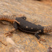 Lawrence's Girdled Lizard - Photo (c) Tyrone Ping, some rights reserved (CC BY-NC), uploaded by Tyrone Ping