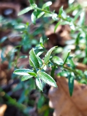 Genista germanica