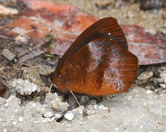 Lymanopoda obsoleta