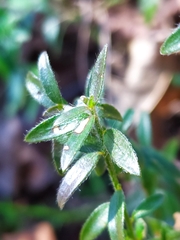 Genista germanica