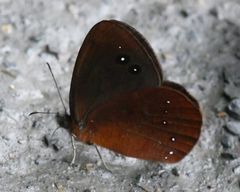 Lymanopoda panacea