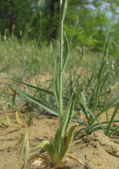 Camelina rumelica