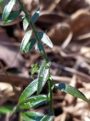 Genista germanica