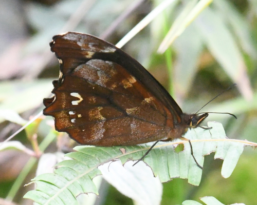 Mygona chyprota