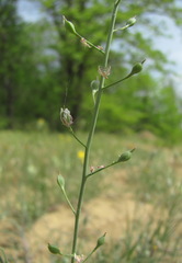 Camelina rumelica