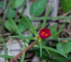 Portulaca kermesina