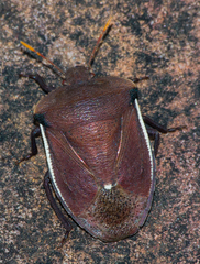 Basicryptus costalis