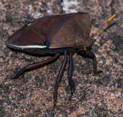 Basicryptus costalis