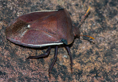 Basicryptus costalis