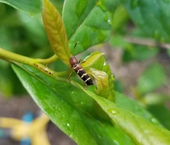 Neoclytus acuminatus