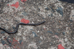 Leptotyphlops conjunctus