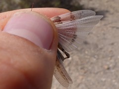 Sphingonotus morini