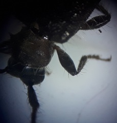 Exocentrus ruficollis