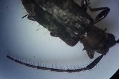 Exocentrus ruficollis