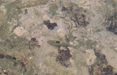 Chrysiptera brownriggii