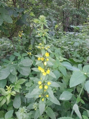 Lysimachia verticillaris