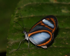 Oleria quintina