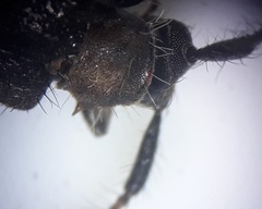 Exocentrus ruficollis