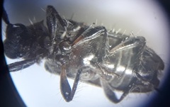 Exocentrus ruficollis