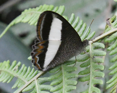 Oressinoma sorata
