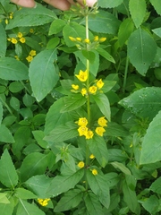 Lysimachia verticillaris