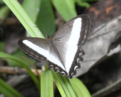 Oressinoma sorata