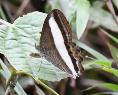 Oressinoma sorata
