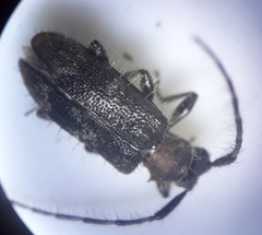 Exocentrus ruficollis