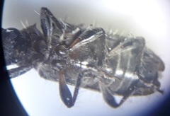 Exocentrus ruficollis