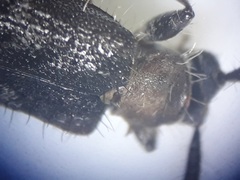 Exocentrus ruficollis