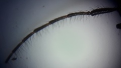 Exocentrus ruficollis