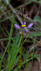 Cleome maculata