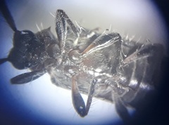 Exocentrus ruficollis