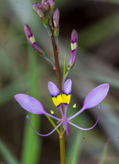 Cleome maculata