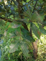 Quercus castanea
