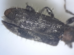 Exocentrus ruficollis