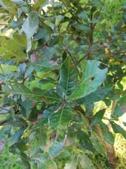 Quercus castanea