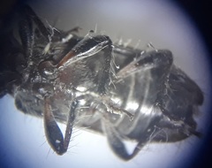 Exocentrus ruficollis