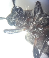 Exocentrus ruficollis