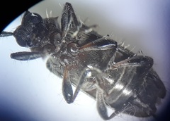 Exocentrus ruficollis