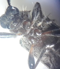 Exocentrus ruficollis