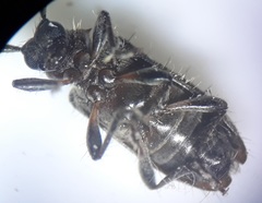 Exocentrus ruficollis