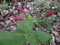 Salvia karwinskii